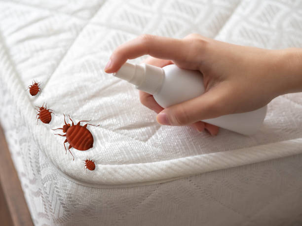 Best Wasp Removal Services  in Alanes Ridge, CA