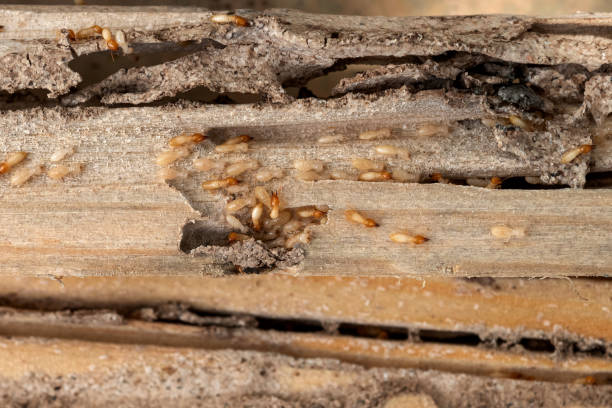 Best Exterminator Services  in Alanes Ridge, CA